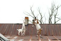 Goats Sparring on Roof